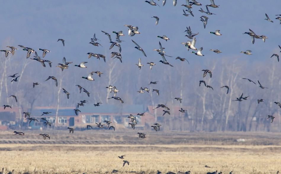 identifying migratory birds