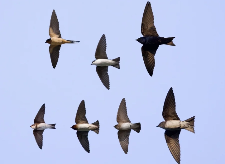 identifying birds in flight usa