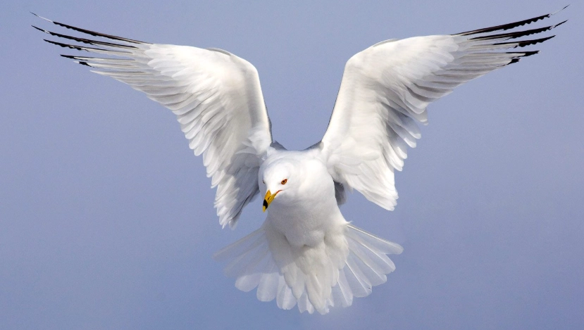 how to identify birds flying