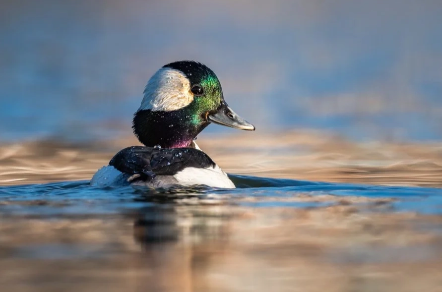 waterfowl identification guide