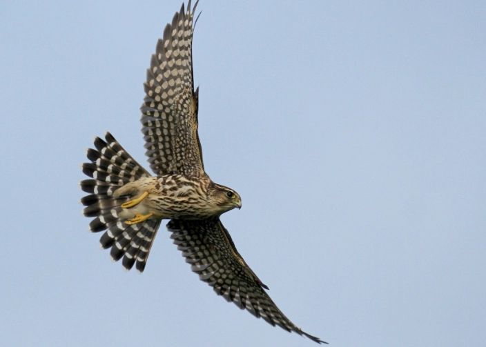 identifying birds in flight usa
