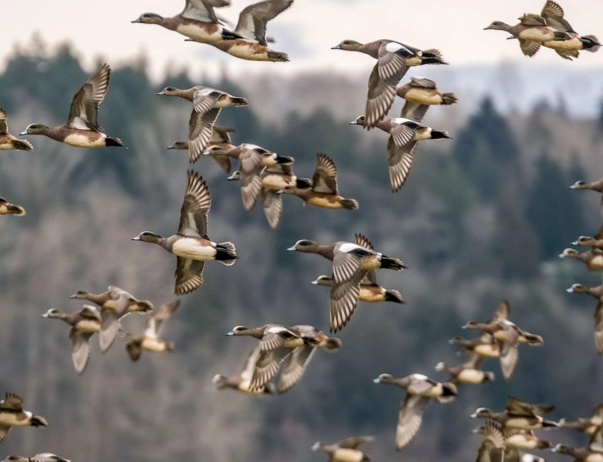 how to tell ducks apart