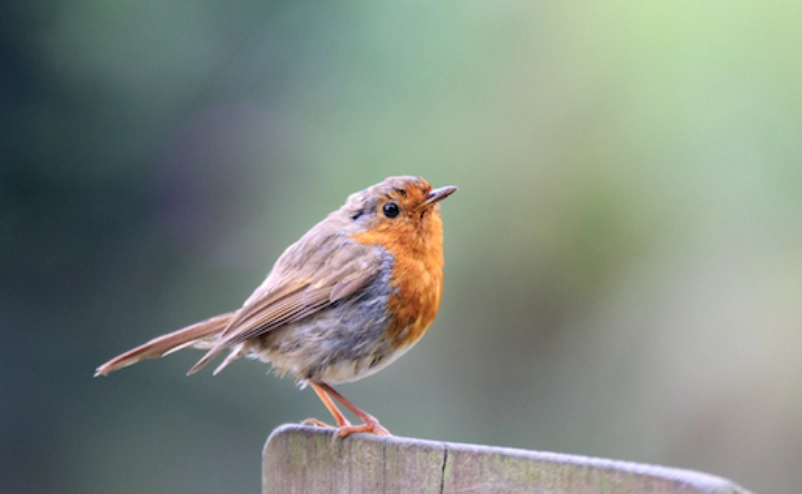 how to identify birds