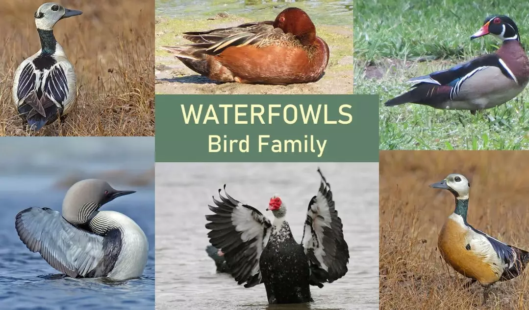 waterfowl identification guide