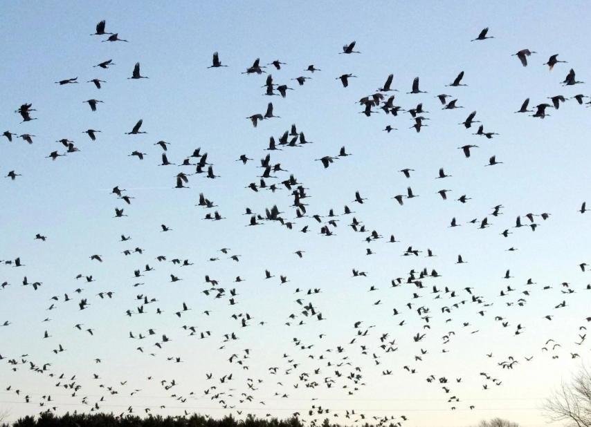 identifying migratory birds