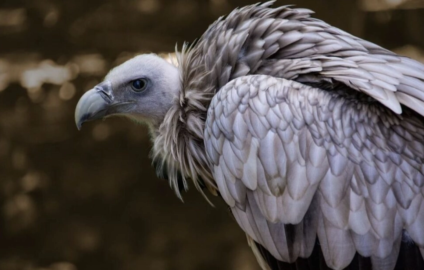 difference between eagle and vulture difference between eagle and vulture