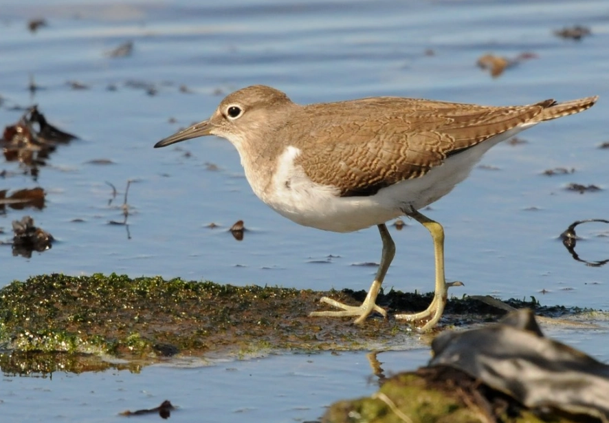 identifying wetland birds