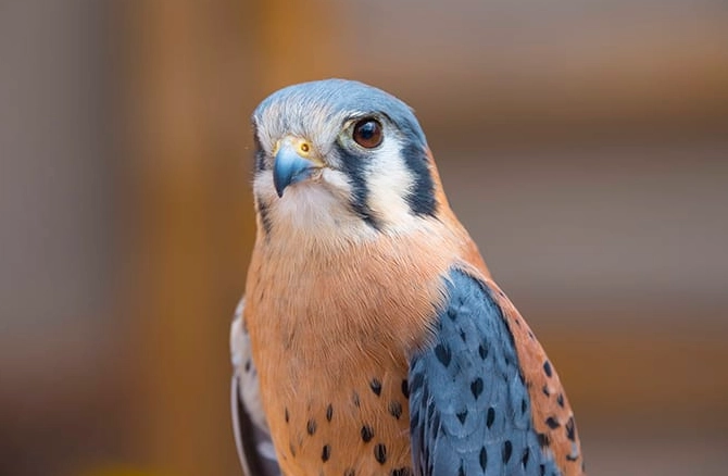 bird identification in flight