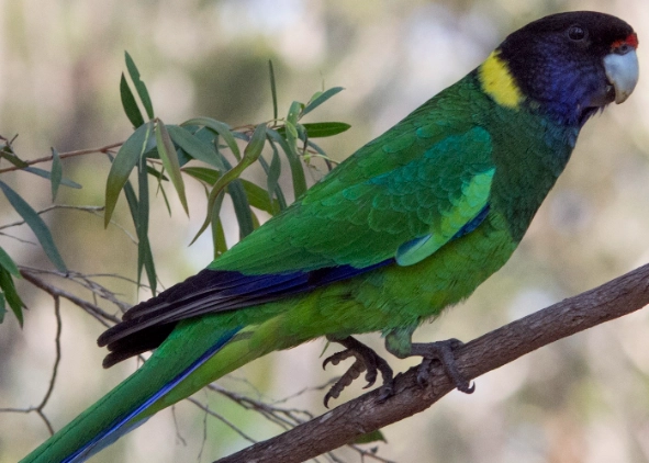 male vs female indian ringneck
