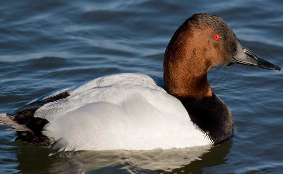 how to tell ducks apart