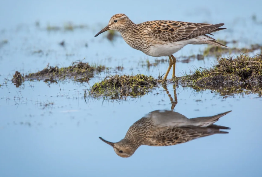 how to identify birds in wetlands