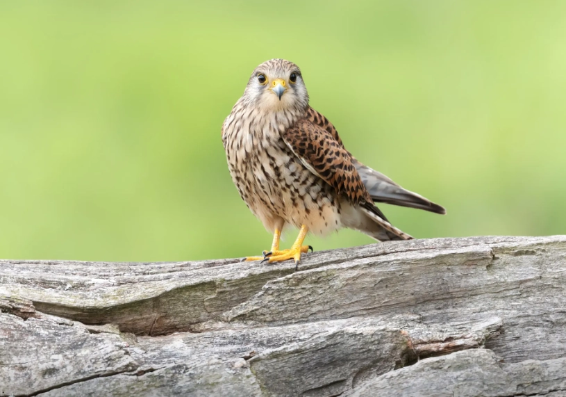 how to identify hawks