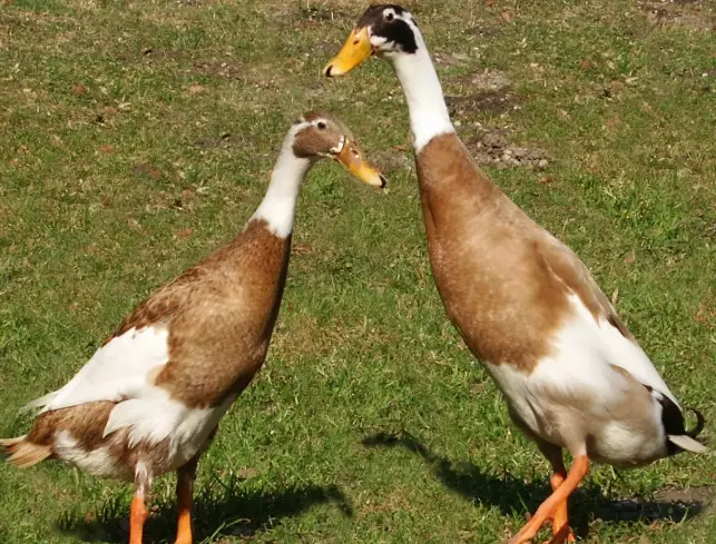 avian sex chromosomes