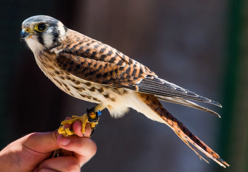 raptor identification guide