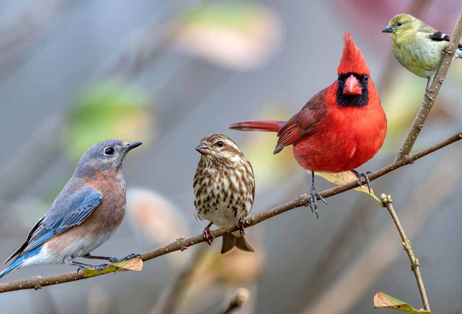 regional bird species guide