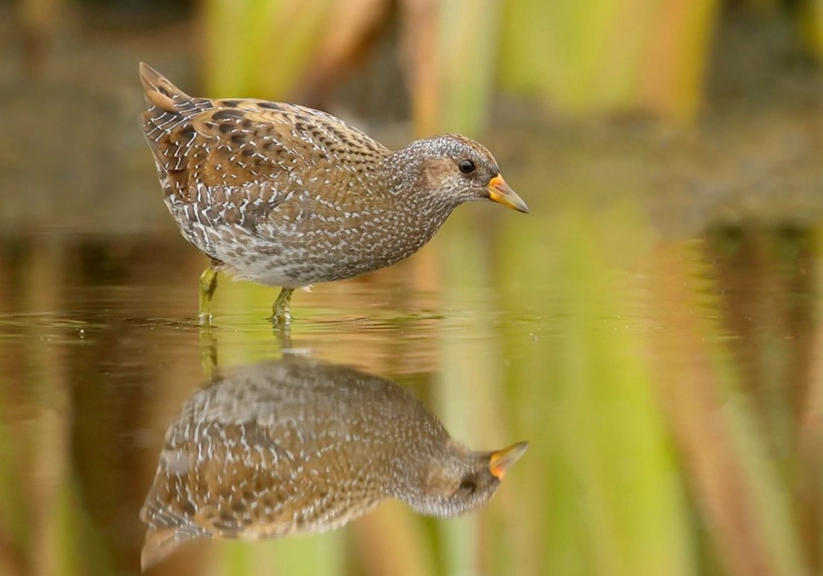 how to identify birds in wetlands