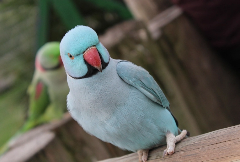 ringneck parrot gender identification