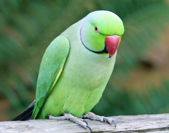 parrot with black ring neck