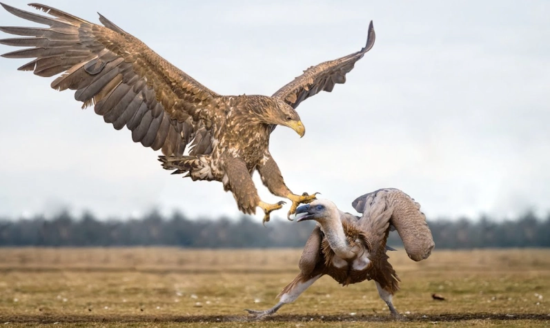 how to identify birds of prey in flight how to identify birds of prey in flight