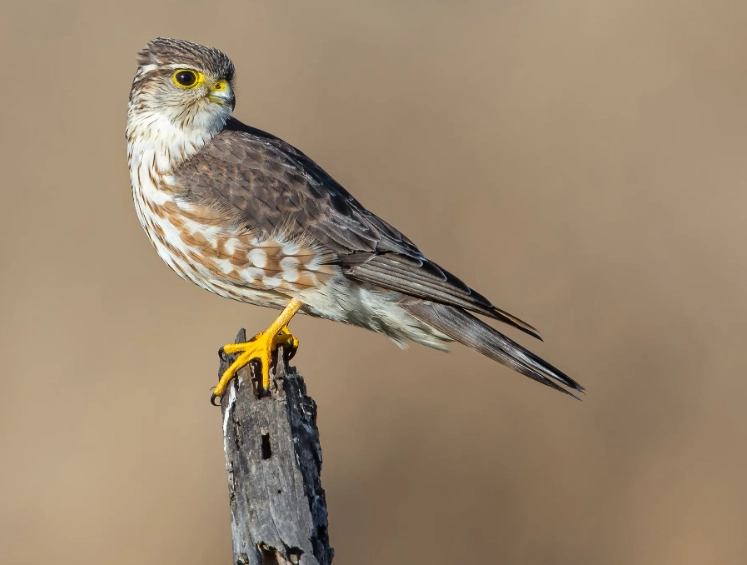 raptor identification guide