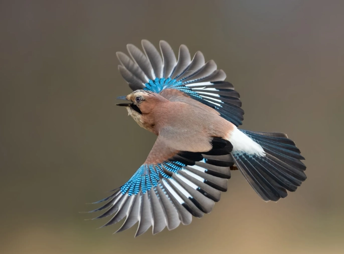 bird identification in flight