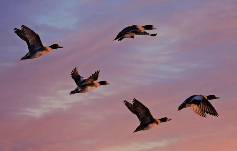 avian sex chromosomes