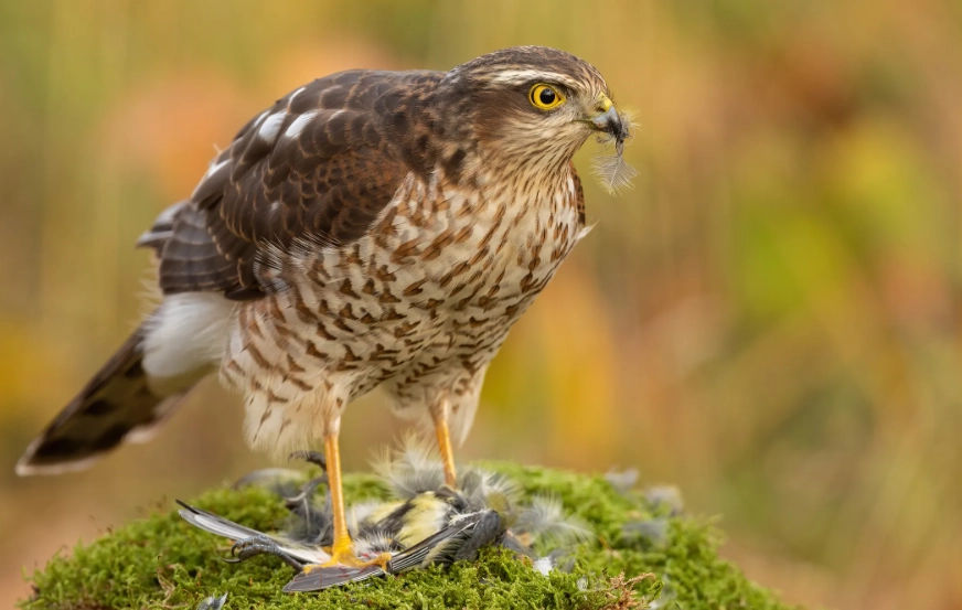 how to identify hawks