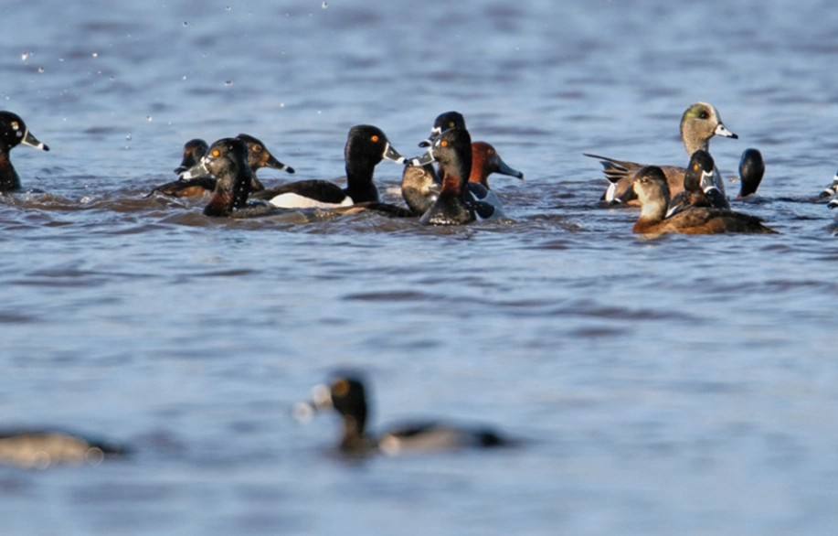 waterfowl identification guide