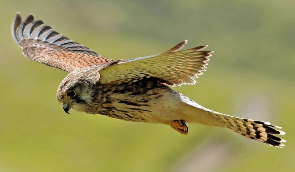 how to identify hawks