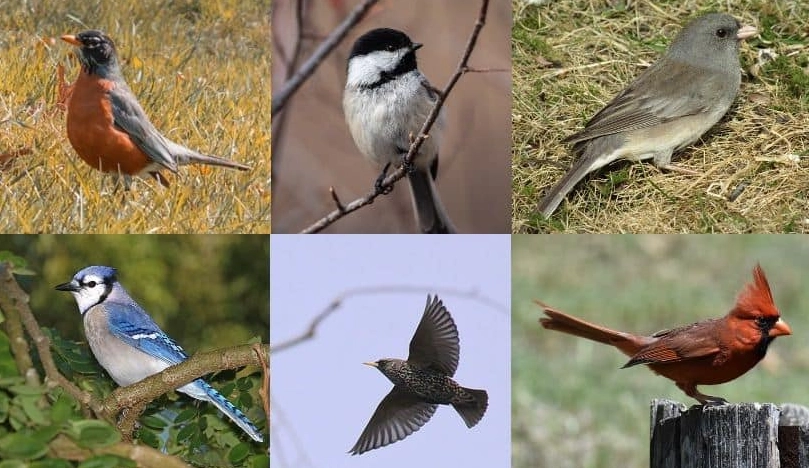 bird identification in flight