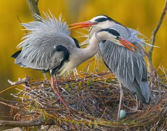 bird gender determination