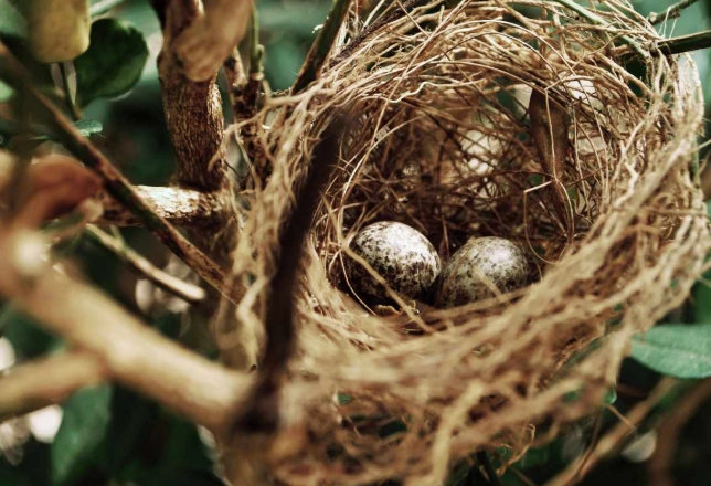 bird egg identification