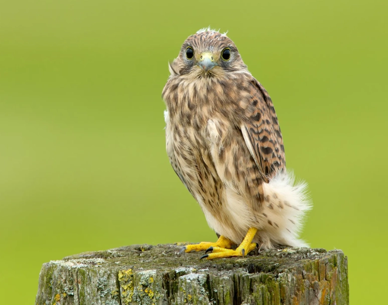 raptor identification guide