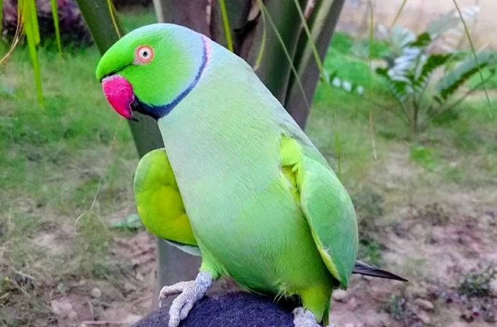ringneck parrot gender identification