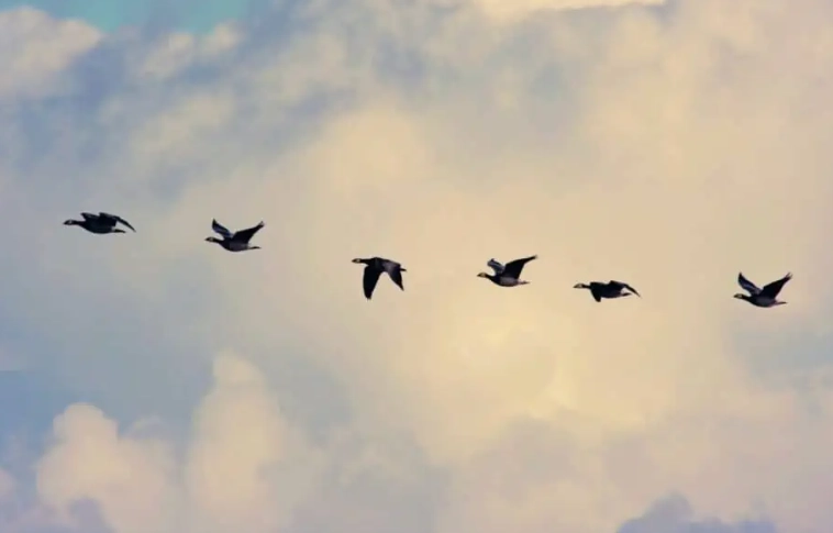 flying bird identification guide