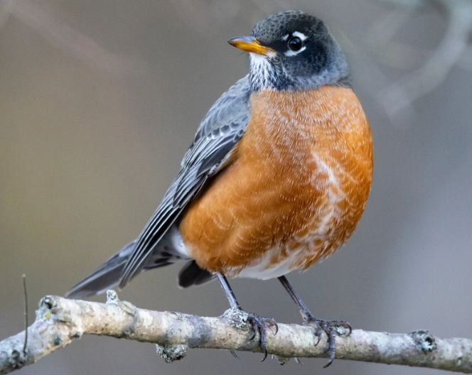 american robin migration