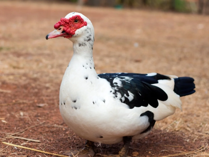muscovy duck care