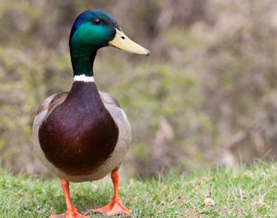 identify mallard