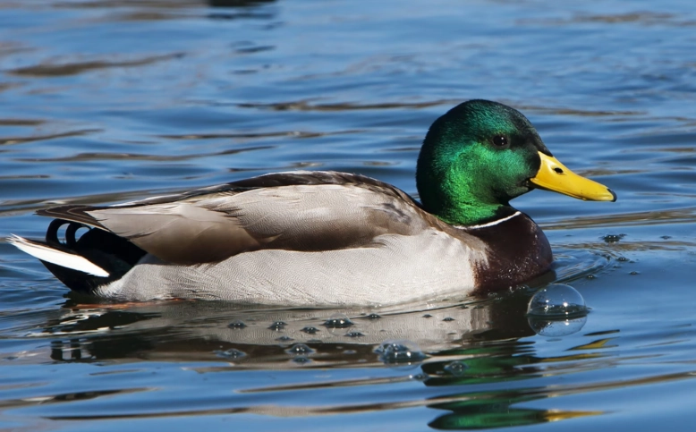 mallard duck