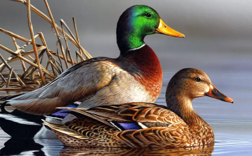 mallard duck