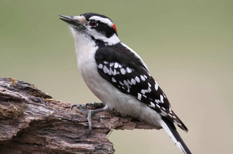 downy woodpecker identification downy woodpecker identification