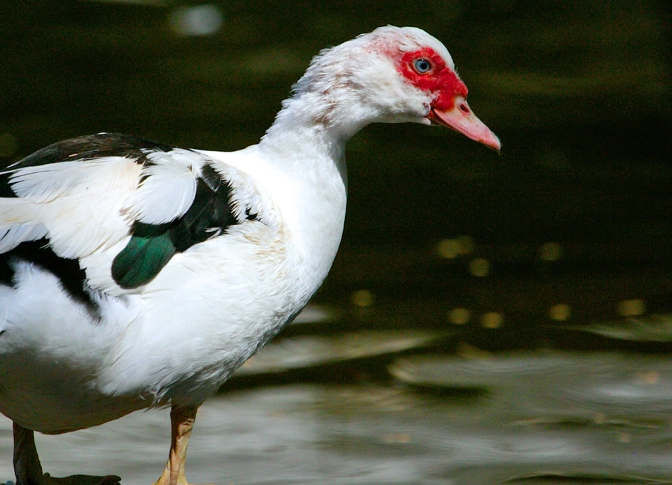 muscovy duck care