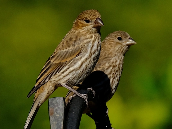 house finch identification