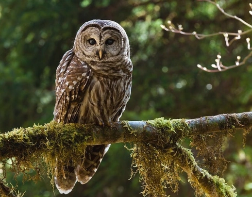 barred owl sound