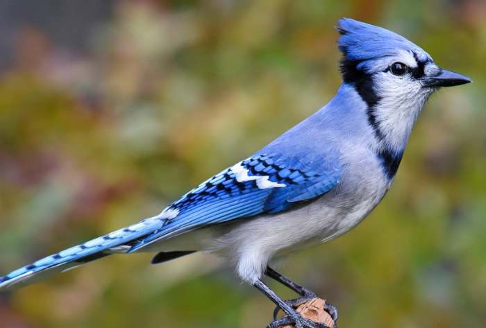 attract blue jays attract blue jays