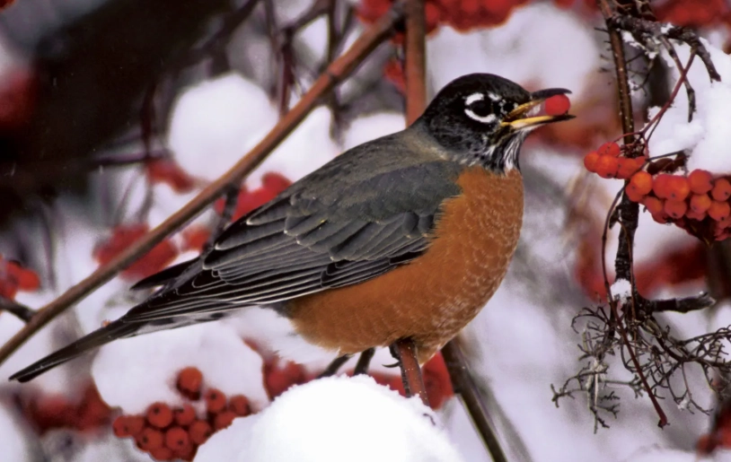 american robin migration