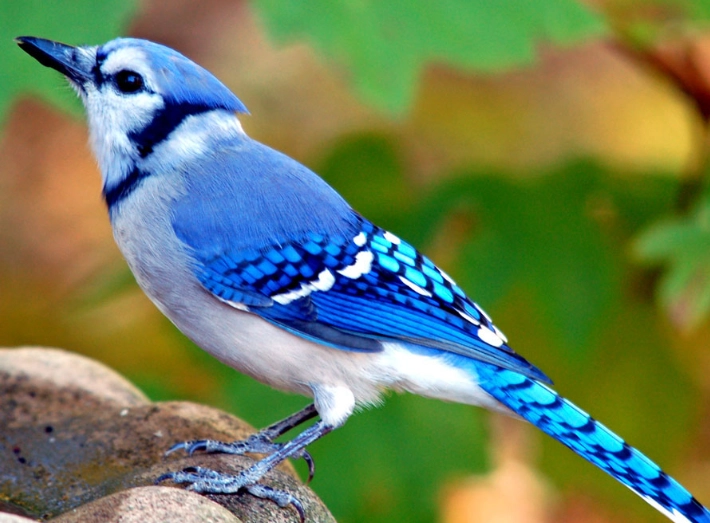 blue jay bird blue jay bird