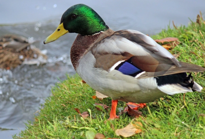 mallard duck