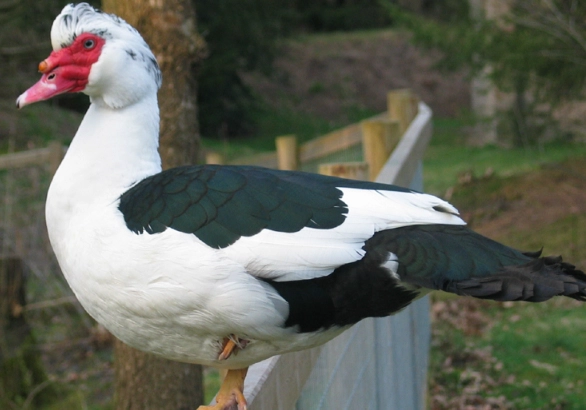 raising muscovy ducks