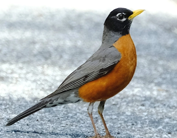 american robin migration